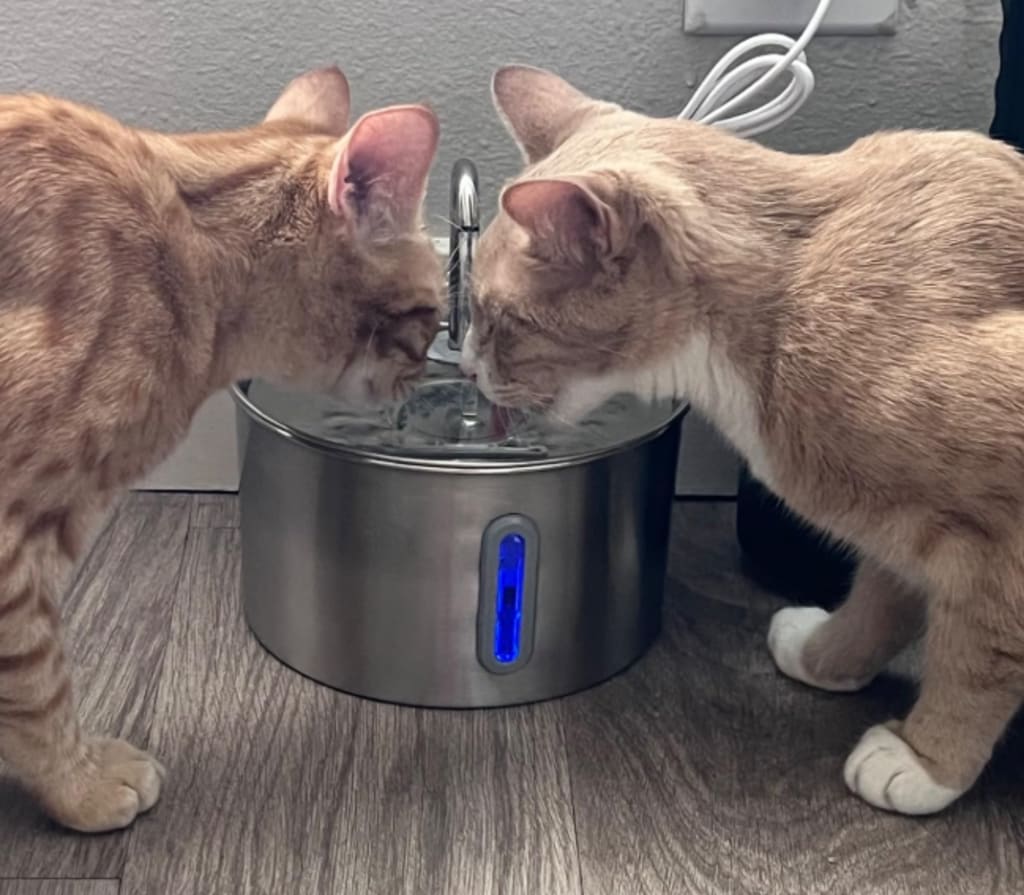Premium Katten Drinkfontein van RVS – Stil, Hygiënisch & Gezond Drinken